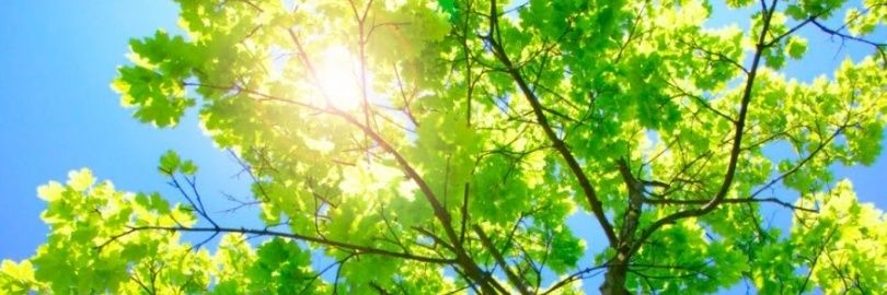 Becca banner