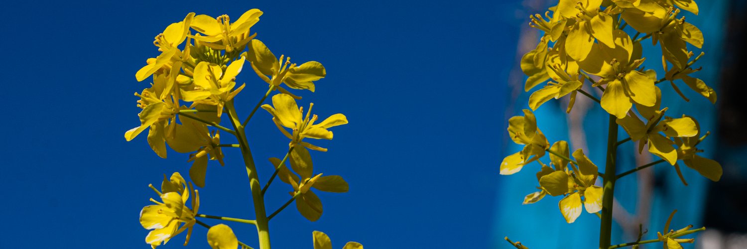 七瀬またたび@写真愛好家 banner