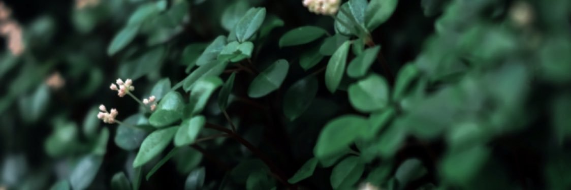 violetvalkyriee's profile banner image
