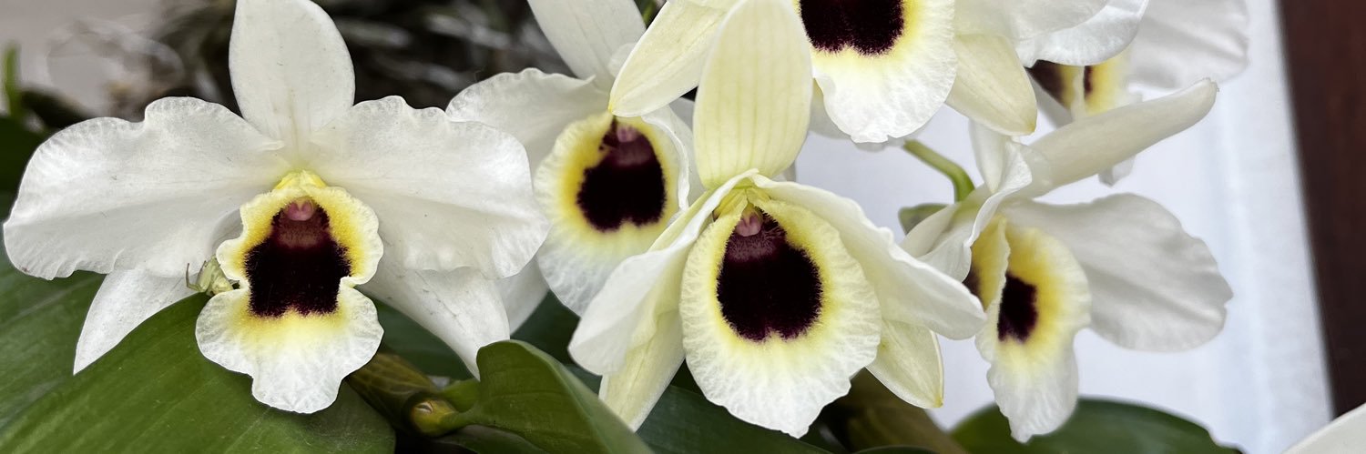 Laura Azcurra banner