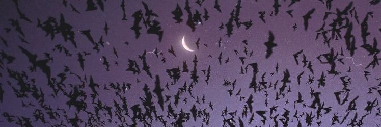 𝚖𝚊𝚌𝚔𝚎𝚗𝚣𝚒𝚎 banner