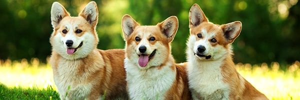 oauled's profile banner image