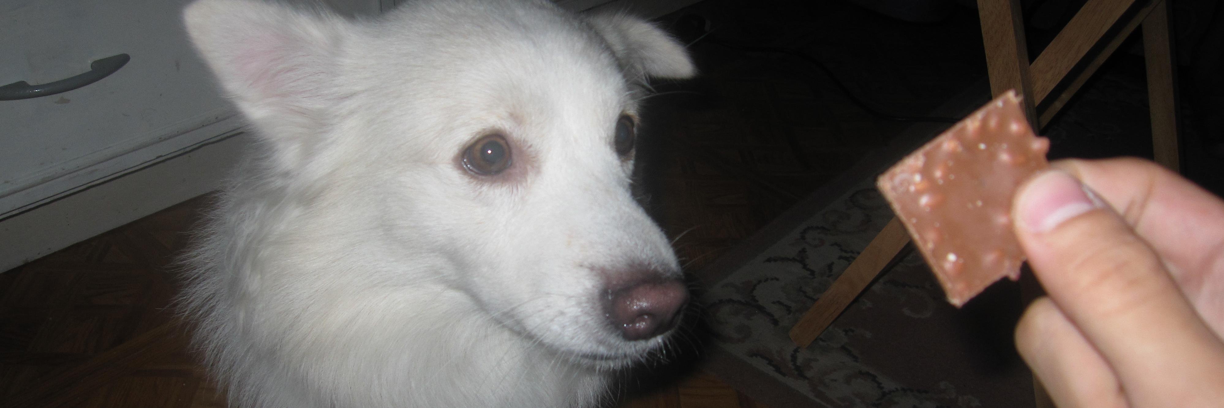 TheManWhoIsADog's profile banner image