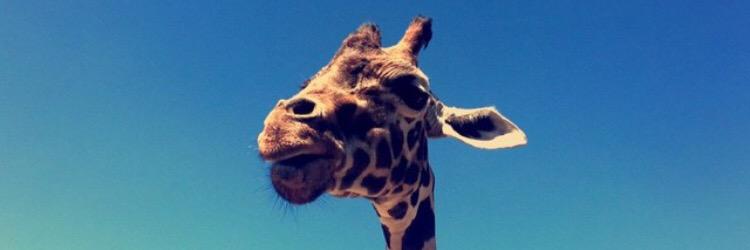Lazy5Ranch's profile banner image