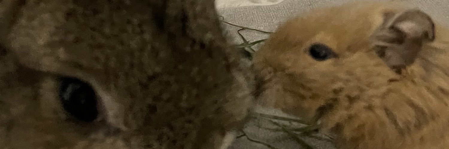 kozikodzilla's profile banner image