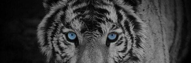 _SP142's profile banner image
