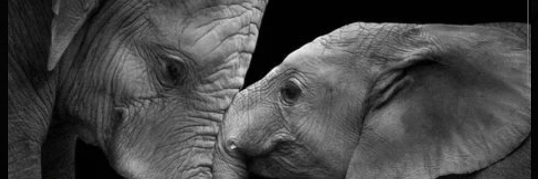Leo_Co1's profile banner image