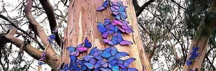 Butterflysnj's profile banner image
