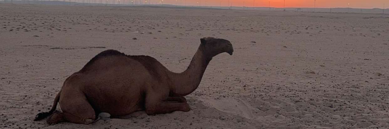 علي نايف banner