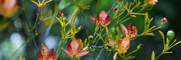 UFenvhort Profile Banner