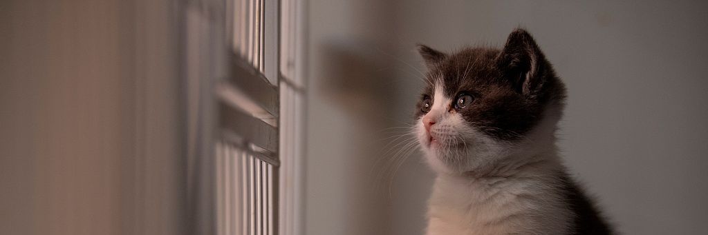 CCCATPUMP's profile banner image