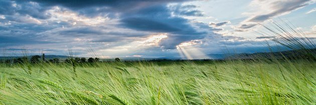 Andrea Boraschi banner