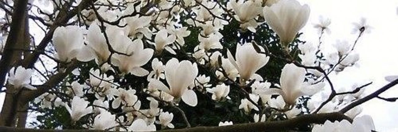 🕊S banner