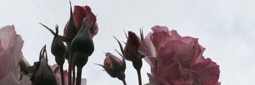 _NourSalem's profile banner image