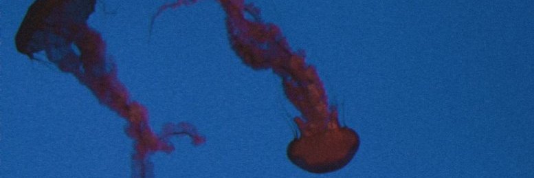 apeccim_'s profile banner image