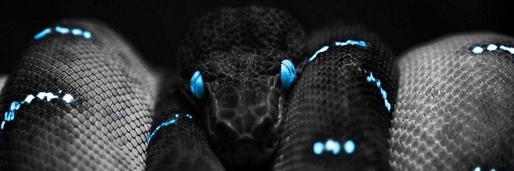 Roqeeter's profile banner image