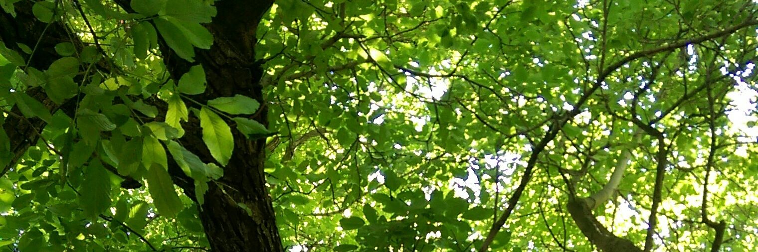 DaaDooD's profile banner image