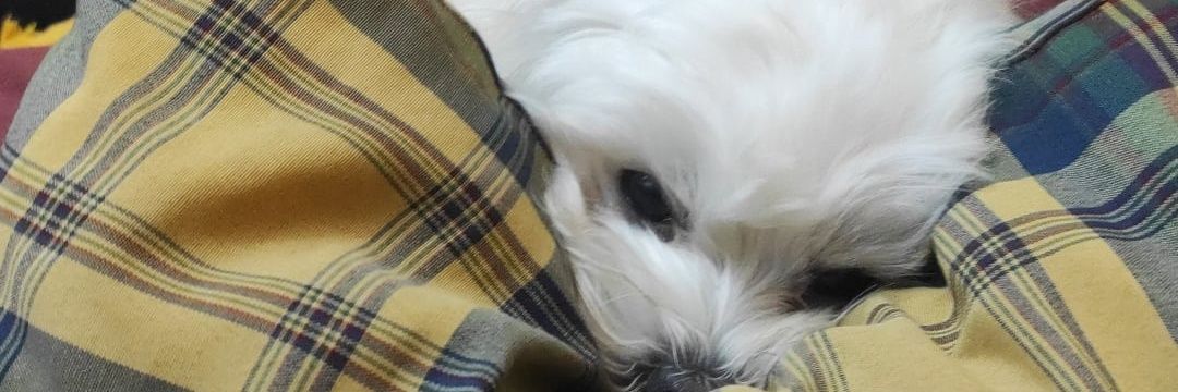 AlbaaMorago's profile banner image