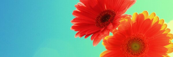 SheffieldVC Profile Banner