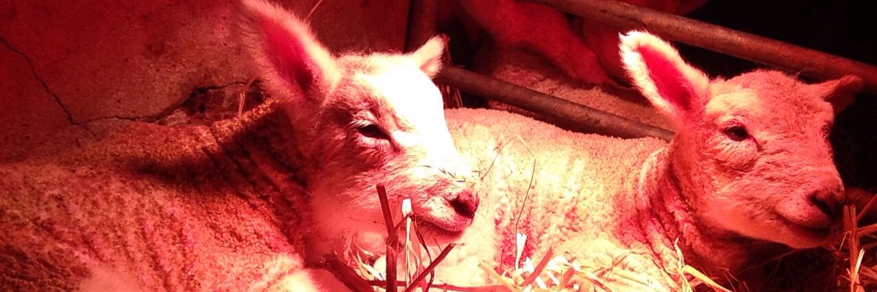 Old Cogan Hall Farm banner