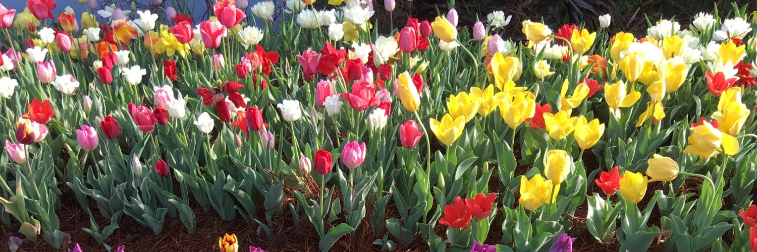 Denese Shervington banner