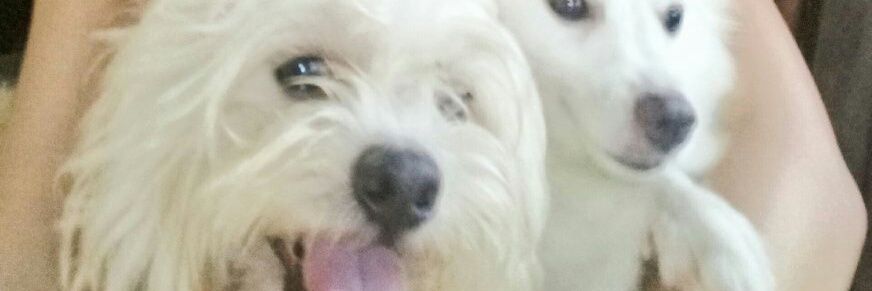 ktesmon's profile banner image