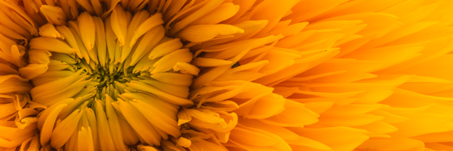 kannon🅣🌞 banner