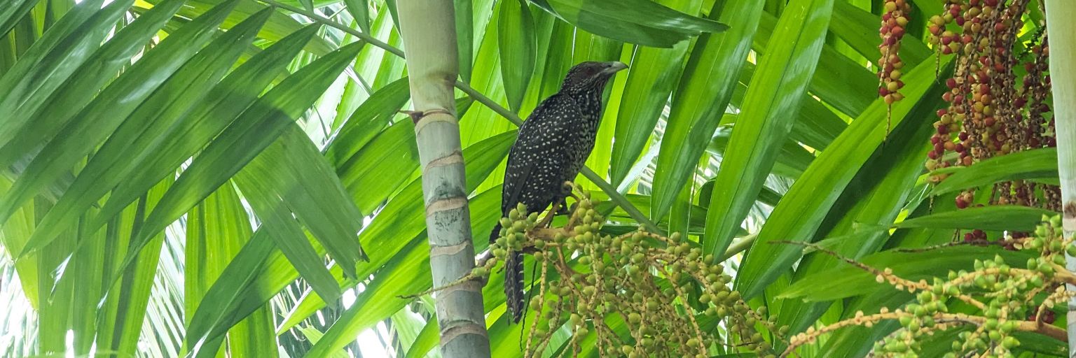 kekusique's profile banner image