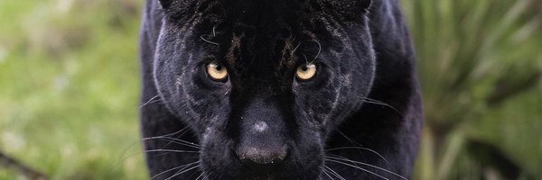 BrandonVines24 Profile Banner