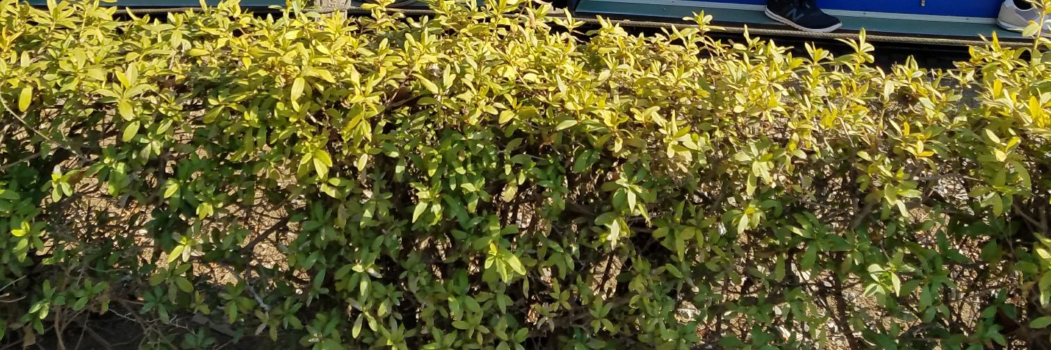 🍖( '-' 🍖 )おにく👦👧 banner