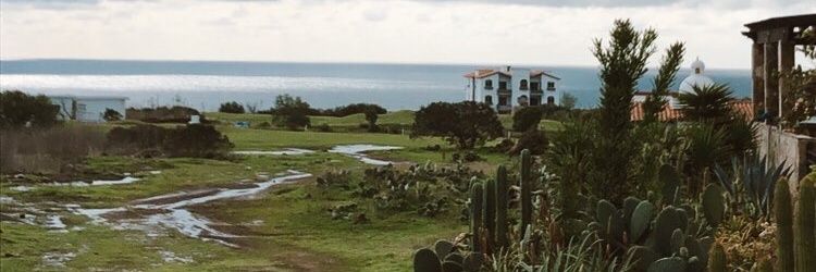 Alex Dey 🇵🇸 banner