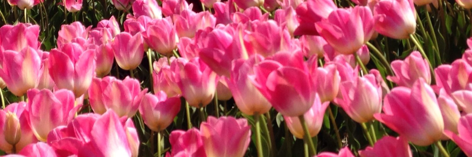 JudithWaal's profile banner image