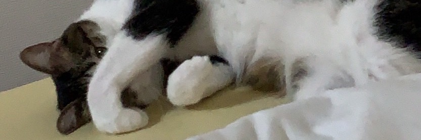 rainys_c_t's profile banner image
