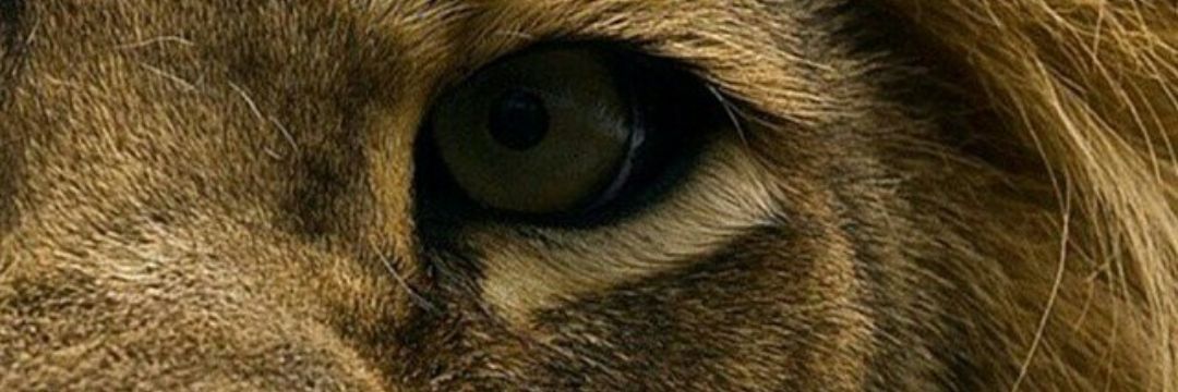 King Dom ♥☥♊️ banner