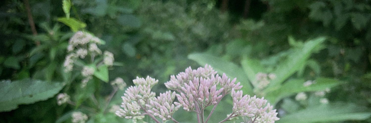 𝔥𝔞𝔫 ˚˖𓍢ִ໋🌿✧˚'s banner