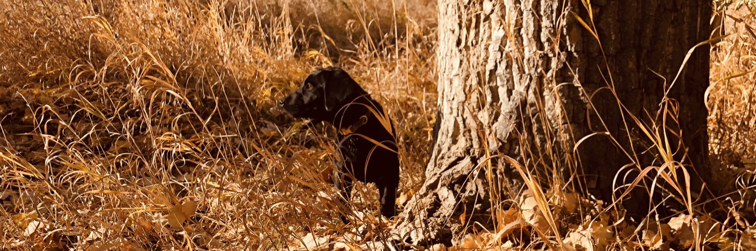 apgundogs's profile banner image