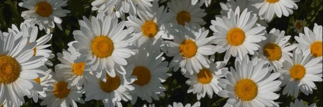 nogalia4's profile banner image
