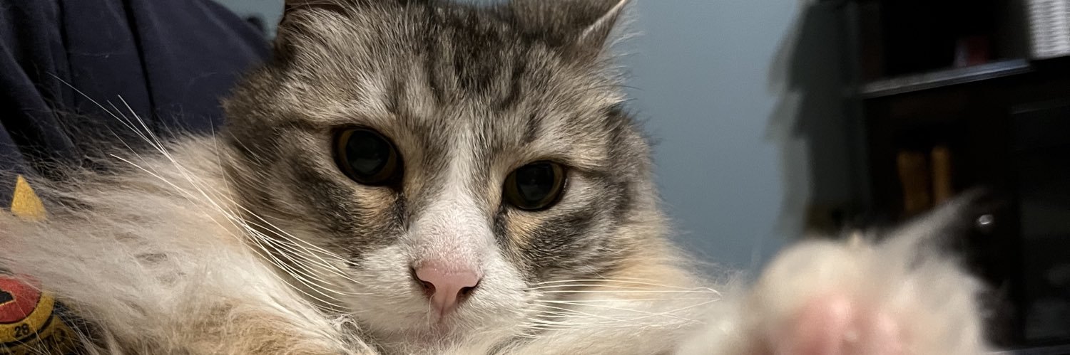 morgybees's profile banner image