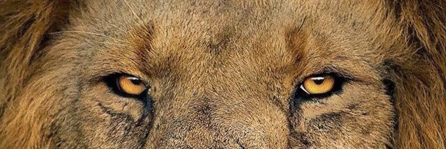 Elkhogaa's profile banner image