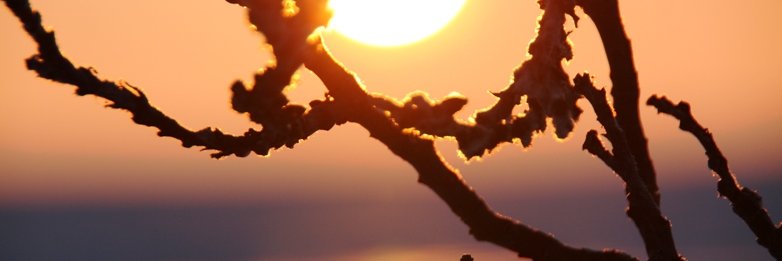 AnnaShvetsShust's profile banner image