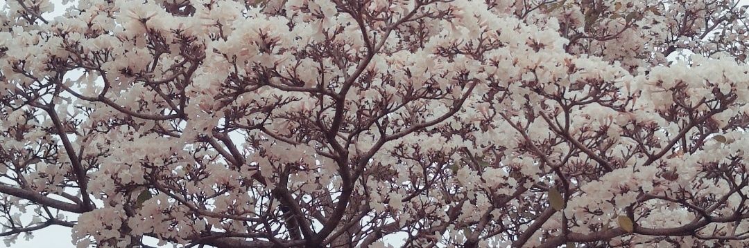 FioCanclini's profile banner image