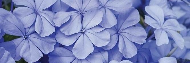 amadaeuni's profile banner image