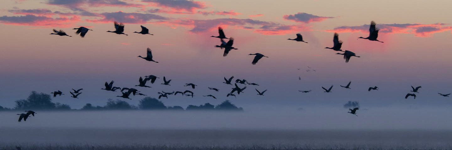 Natu_ralist's profile banner image