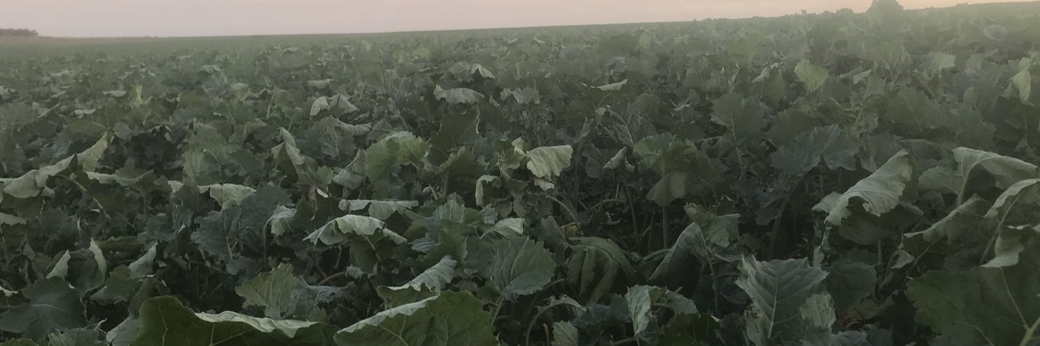 🌪Belinda Lay banner