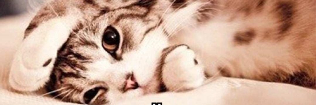 Д○брый КဗТ🐾™️ banner