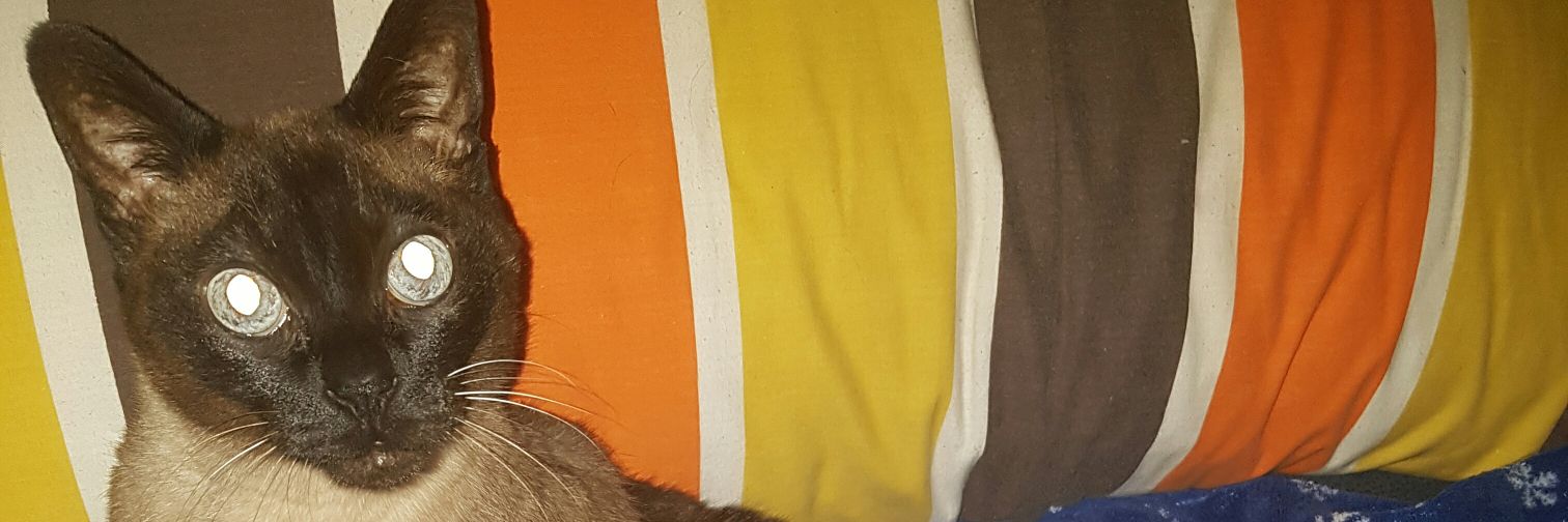 yolydt's profile banner image