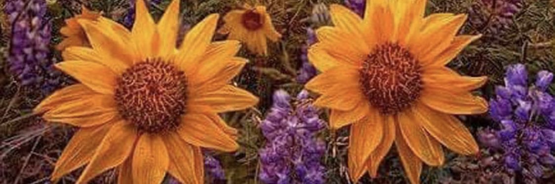 choochieri's profile banner image