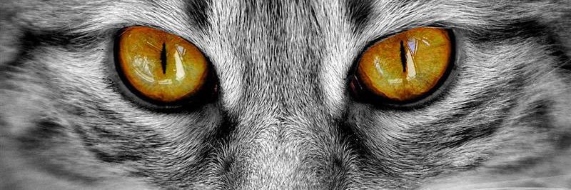 clauditasaldi's profile banner image
