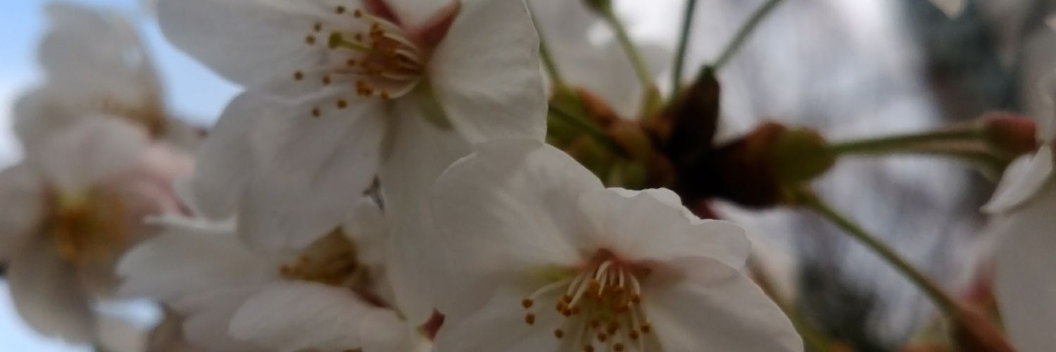 nanairoparallel's profile banner image
