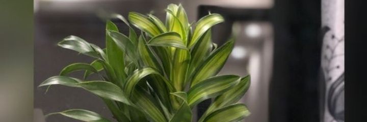 bholaVegan's profile banner image